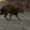Aguti stredoamericky - Dasyprocta punctata - Central American Agouti 3704